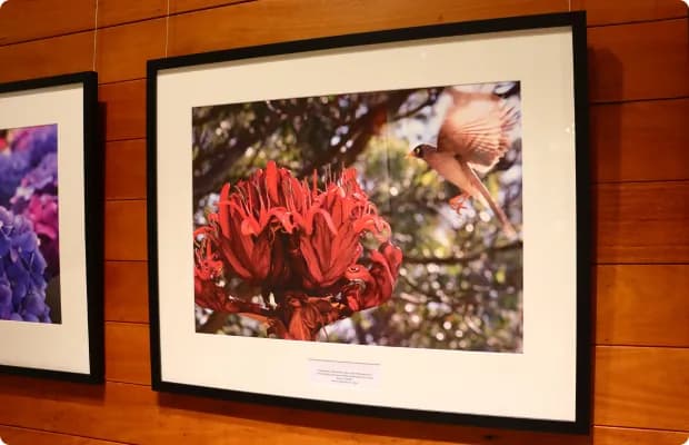 A framed staff photograph of a red waratah and a bird, hanging in the hospital